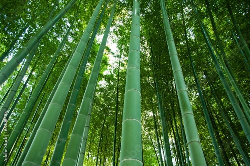 Fotoroleta bambus sztuka japonia