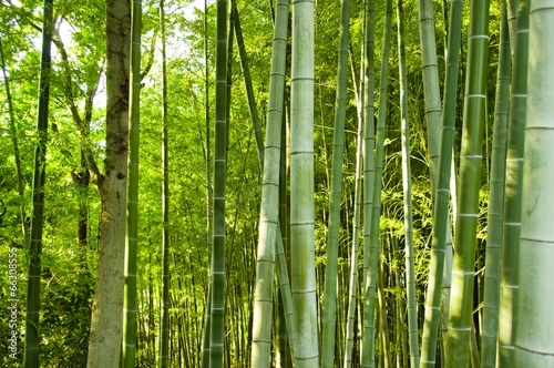 Naklejka tropikalny bambus japonia droga