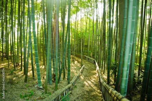 Fototapeta tropikalny ogród roślina japonia