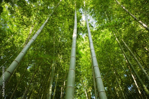 Fototapeta W bambusowym lesie