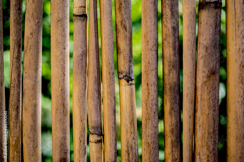 Obraz na płótnie natura bambus przepiękny ogród piękny