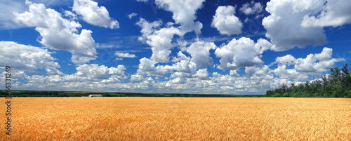 Fotoroleta wieś wzgórze panoramiczny roślina