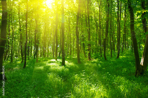 Naklejka park roślina lato bezdroża natura