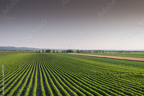 Fotoroleta lato roślina niebo natura rolnictwo