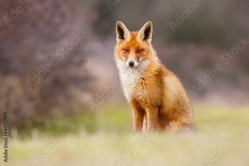 Naklejka dziki natura zwierzę