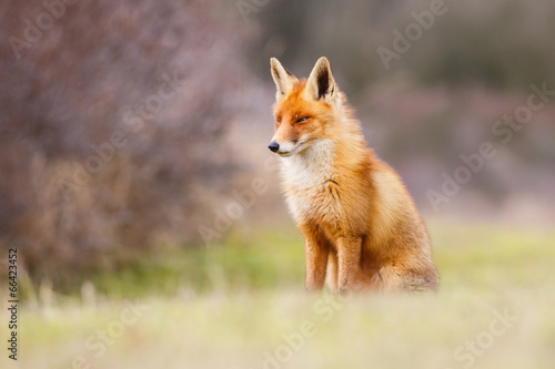 Fototapeta dziki natura ssak