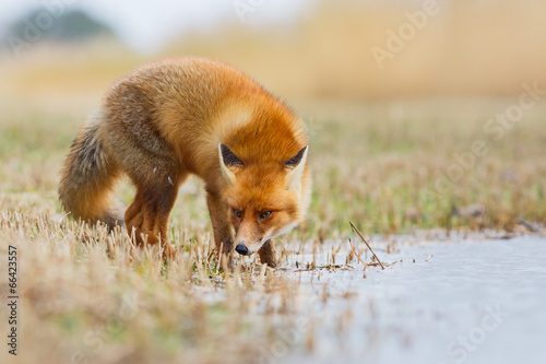 Naklejka natura dziki ssak wydma zwierzę