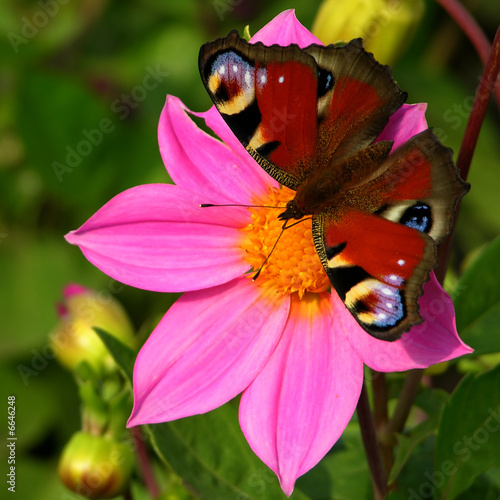 Naklejka kwiat lato motyl magenta różowy