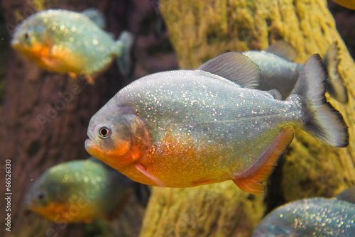 Naklejka woda zwierzę fauna natura tropikalny