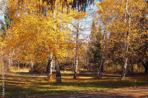 Fototapeta park pejzaż krzew