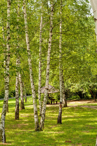 Fototapeta świeży krajobraz niebo park drzewa