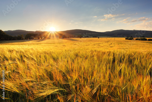 Obraz na płótnie krajobraz pole pszenica pastwisko