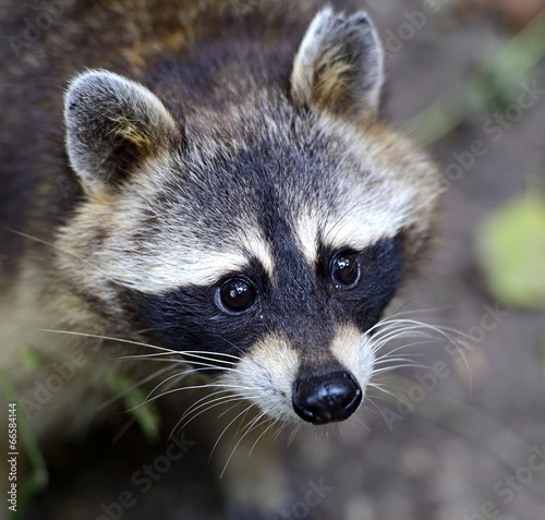 Naklejka las natura bezdroża ssak dzikie zwierzę