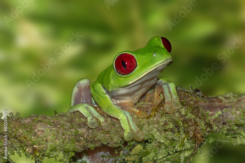 Plakat żaba ładny kostaryka natura