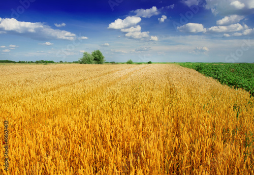 Fotoroleta jazda konna natura lato żyto ukraina