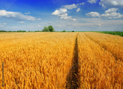 Plakat żyto jedzenie niebo natura zboże