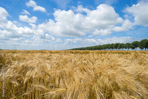 Obraz na płótnie natura holandia wieś