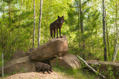 Obraz na płótnie szczenię natura ssak zwierzę czarny