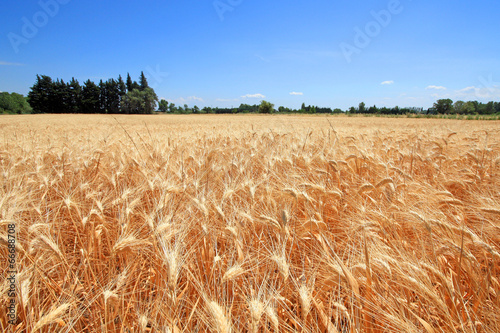 Fotoroleta mąka prowansja zboże francja pole