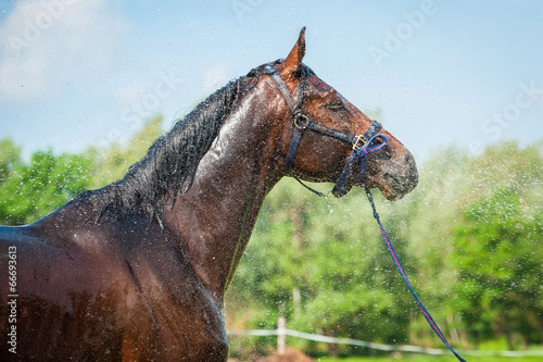 Naklejka ssak stajnia koń portret ogier