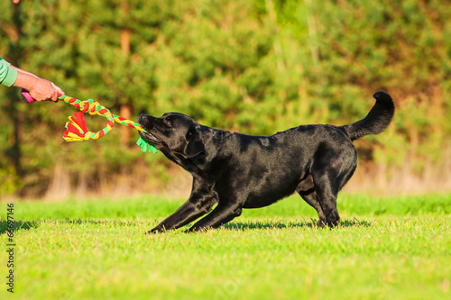 Fotoroleta ładny labrador sport zabawa