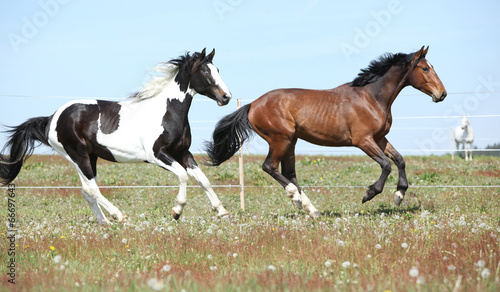Obraz na płótnie pastwisko ogier ssak koń zwierzę
