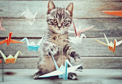 Fotoroleta Kociak bawi się ptaszkami origami