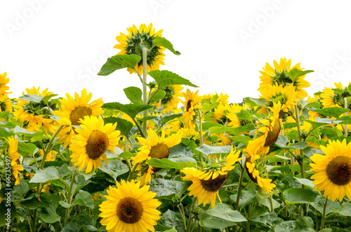 Fotoroleta pole kwiat niebo kwitnący rolnictwo
