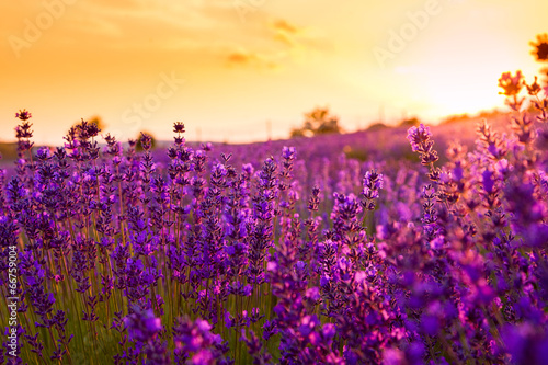 Obraz na płótnie żniwa wieś kwiat kwitnący pejzaż