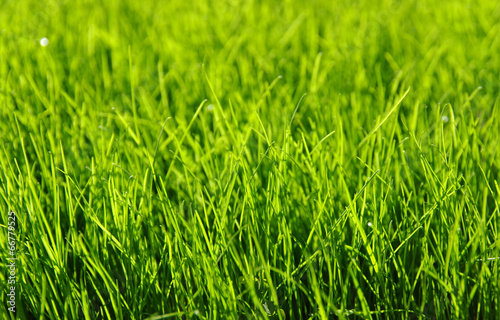 Fototapeta piękny pole natura park świeży