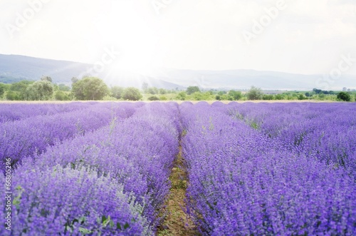 Plakat roślina lawenda pole natura