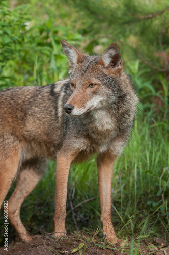 Naklejka zwierzę ssak natura