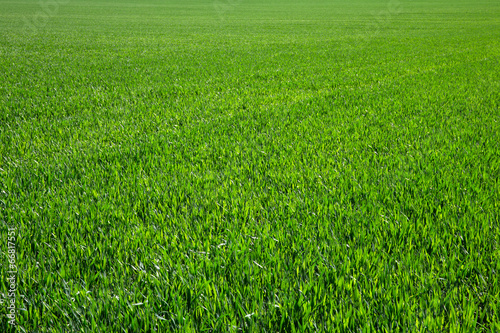 Obraz na płótnie natura łąka trawa
