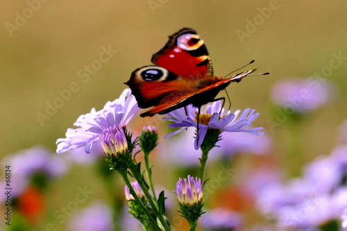 Fotoroleta kwiat natura motyl kolorowy częsty