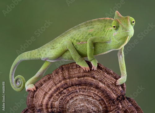 Fototapeta oko gad zwierzę kameleon