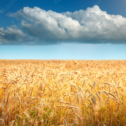 Fototapeta ziarno lato wieś pszenica zboże