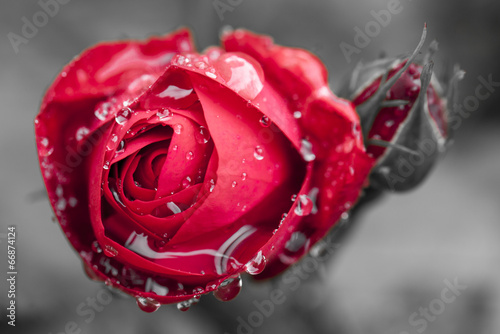 Naklejka kwitnący woda rosa