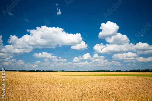 Plakat natura żyto pole roślina lato