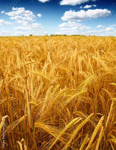 Naklejka natura jedzenie rolnictwo żyto roślina