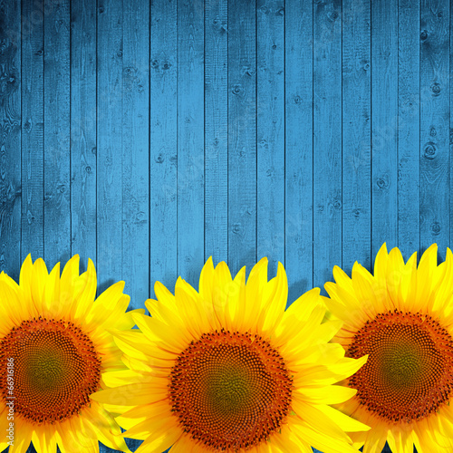 Fototapeta słonecznik lato obraz słońce kwiat