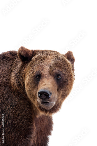 Obraz na płótnie niedźwiedź ładny ssak azja natura