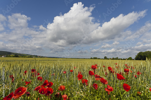 Fotoroleta żyto jęczmień natura krajobraz