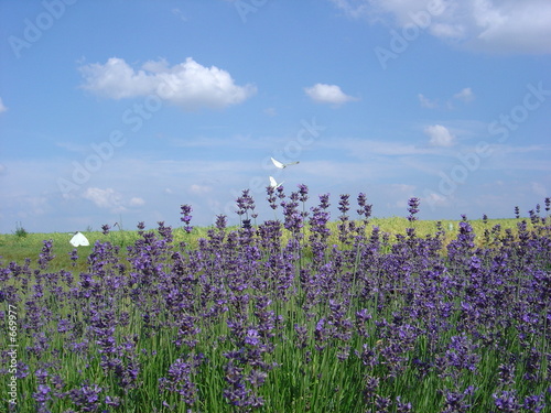 Plakat natura pole motyl