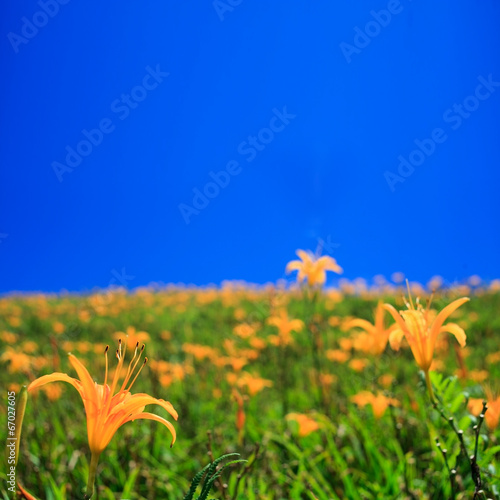 Obraz na płótnie pyłek piękny kwiat słońce kwitnący
