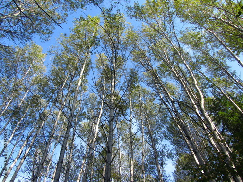 Naklejka brzoza park natura niebo