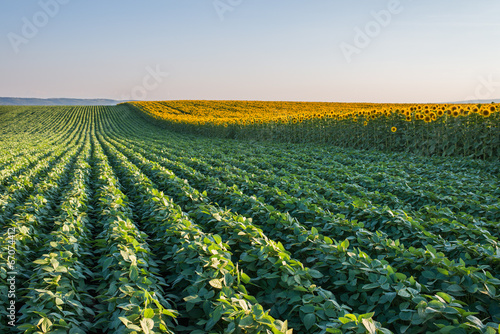 Fototapeta słonecznik lato roślina natura