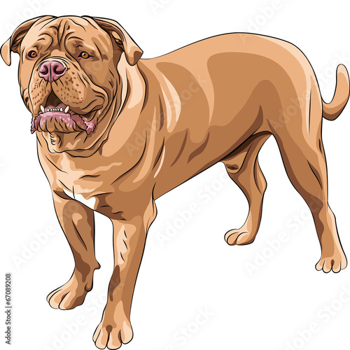 Naklejka Ilustracja psa French Mastiff