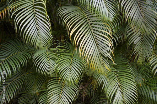 Fototapeta natura dżungla tropikalny brazylia palma