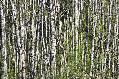 Fototapeta spokojny brzoza las