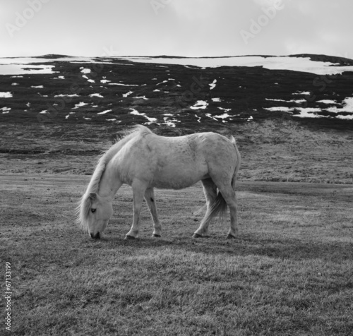 Fototapeta portret kucyk bezdroża natura